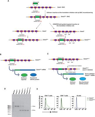 Gata3ZsG and Gata3ZsG-fl: Novel murine Gata3 reporter alleles for identifying and studying Th2 cells and ILC2s in vivo